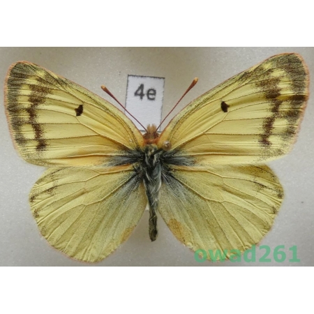Colias siversi Lewis, 1973 Tadjikistan4e